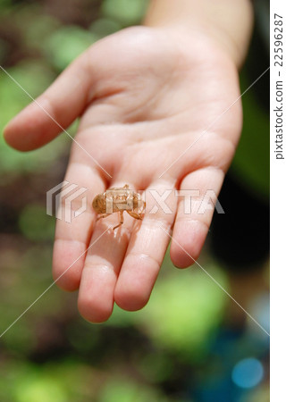 Cicadian shell 22596287