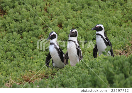 企鵝走在Tech Tec周圍 22597712