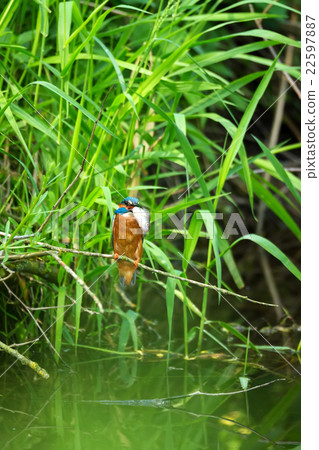 Common Kingfisher (Alcedo Atthis) - Male with Fish 22597887