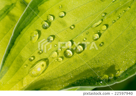 water drops on green plant leaf 22597940