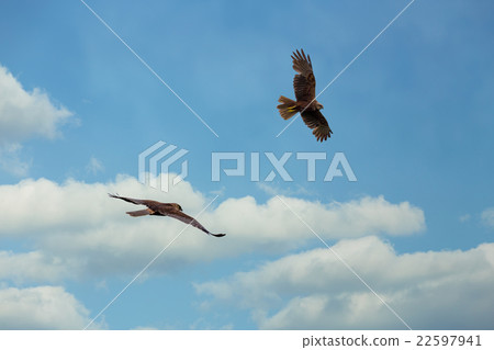 The western marsh harrier male and female 22597941