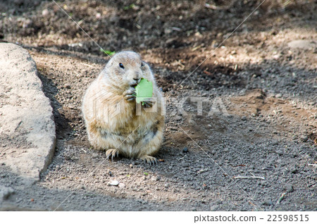 線船公園|草原土撥鼠 22598515