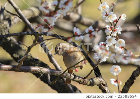 Plum and Kotobuki Plum and Kotobuki 22598654
