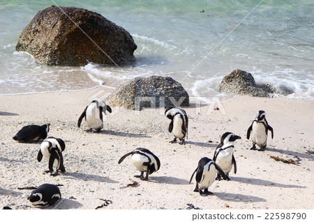 Penguin sea Penguin sea 22598790