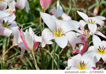 Tulip Lady Jane 22599068