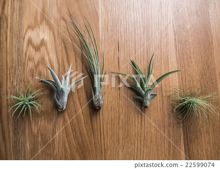 空氣植物 22599074