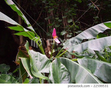 Pink banana (flowers) Pink banana (flowers) 22599531
