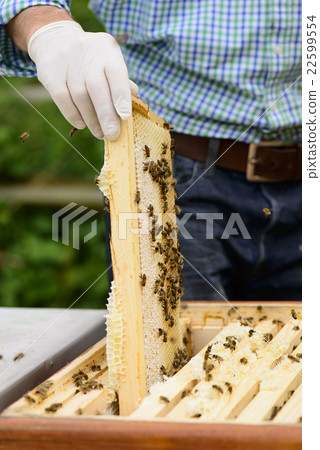 Beekeeper in controlling the beehive on queen cell 22599554