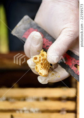 Removed queen cell in the hands of the beekeeper Removed queen cell in the hands of the beekeeper 22599573