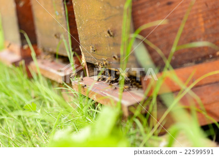 Bees in the entrance hole of their hive Bees in the entrance hole of their hive 22599591