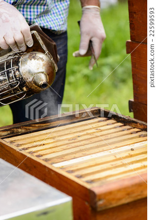 Beekeeper blowing smoke from the smoker on the ho 22599593