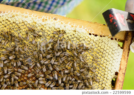 Bees on honeycomb 22599599