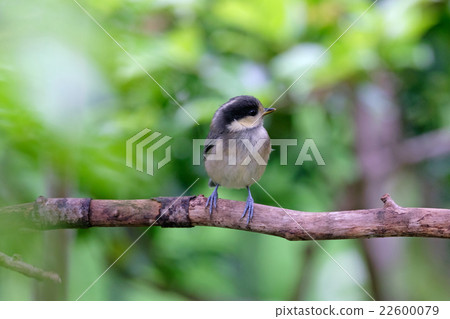 山貓小雞 22600079