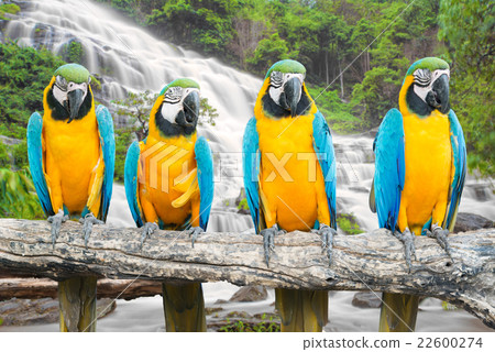 Blue-and-Gold Macaw against tropical waterfall  22600274