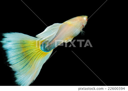 熱帶魚孔雀魚 熱帶魚孔雀魚 22600394
