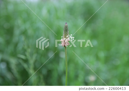 長葉車前 22600413