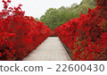杜鵑花的斜坡，我以前沒見過 22600430