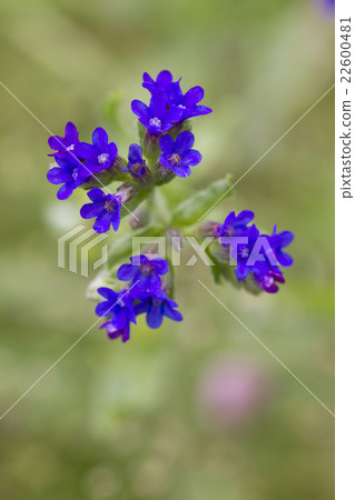 阿卡網 阿卡網 22600481