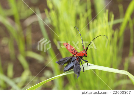 Hoshi Benicami 22600507