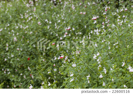 櫻桃鼠尾草熱唇 櫻桃鼠尾草熱唇 22600516