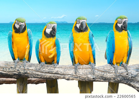 Blue and Gold Macaw on tropical beautiful beach Blue and Gold Macaw on tropical beautiful beach 22600565