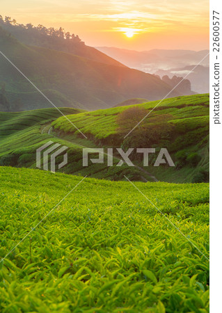 Tea plantation in Cameron highlands, Malaysia 22600577