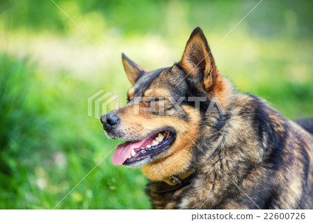 Portrait of thoroughbred dog outdoors 22600726