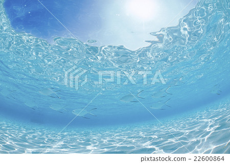 Swim in the shoal of Maldives Kobanazi Swim in the shoal of Maldives Kobanazi 22600864