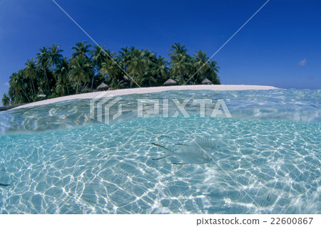 Kobanazi and Kojima swimming in shallows of Maldives, blue sky Kobanazi and Kojima swimming in shallows of Maldives, blue sky 22600867