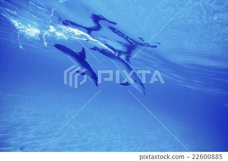 Thailand Madara Dolphin Bahamas Thailand Madara Dolphin Bahamas 22600885