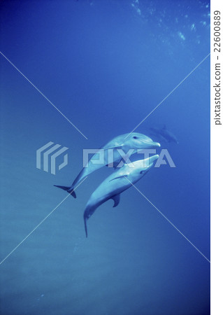 泰國馬達拉海豚巴哈馬 泰國馬達拉海豚巴哈馬 22600889