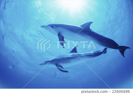 泰國馬達拉海豚巴哈馬 泰國馬達拉海豚巴哈馬 22600896