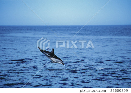 跳躍halluchilla海豚新西蘭Kaikoura 跳躍halluchilla海豚新西蘭Kaikoura 22600899