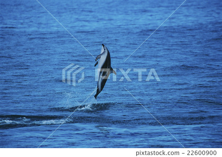 跳躍halluchilla海豚新西蘭Kaikoura 跳躍halluchilla海豚新西蘭Kaikoura 22600900