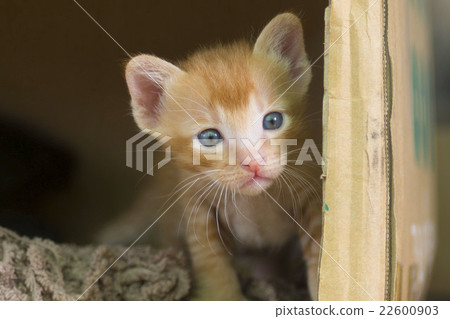 Tea Tiger kitten Tea Tiger kitten 22600903