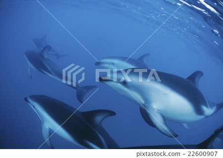 Harassirokamai海豚新西蘭凱庫拉 Harassirokamai海豚新西蘭凱庫拉 22600907