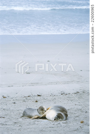 澳大利亞海獅的父母和孩子袋鼠島 澳大利亞海獅的父母和孩子袋鼠島 22600965