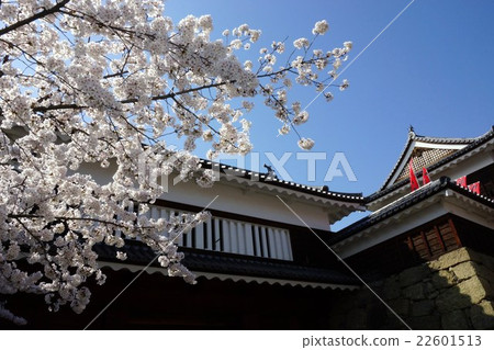 Sanada Maru Motoshiro Cherry Blossom Spring Shinshu Ueda Castle (Sanada castle) Sanada Maru Motoshiro Cherry Blossom Spring Shinshu Ueda Castle (Sanada castle) 22601513