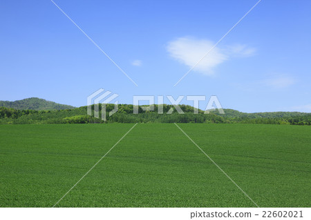 北海道上富良野町的田園風光 北海道上富良野町的田園風光 22602021