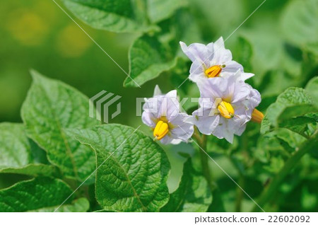 Potato flowers 22602092