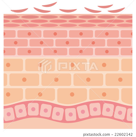 Sectional view of skin 22602142