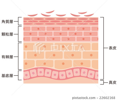 皮膚剖面圖 22602168