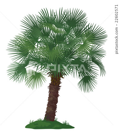 Palm Tree and Green Grass 22602571