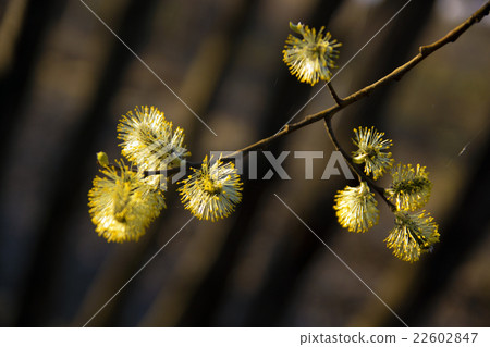 Blossoming willow in the spring forest 22602847