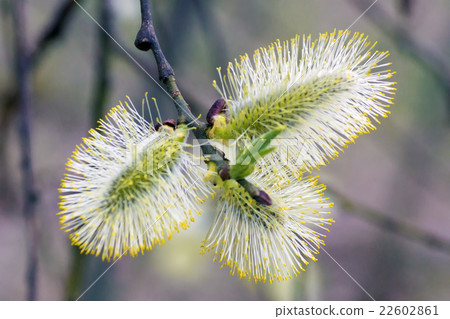 Blossoming willow in the spring forest 22602861