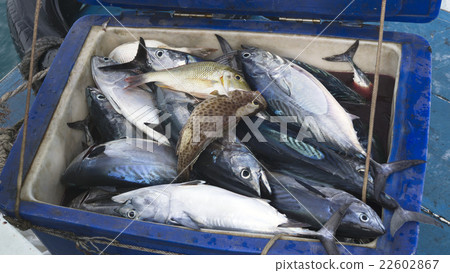Full Container sea fish 22602867