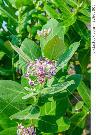 crownflower with green leaf 22603003