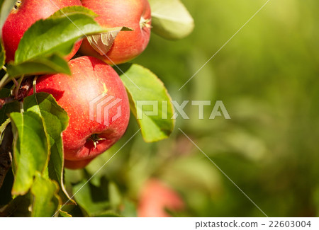 red apples in the orchard red apples in the orchard 22603004