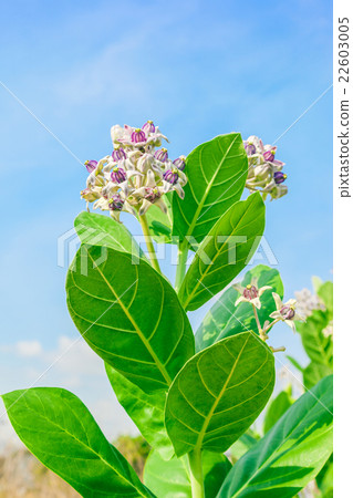 crownflower with green leaf crownflower with green leaf 22603005