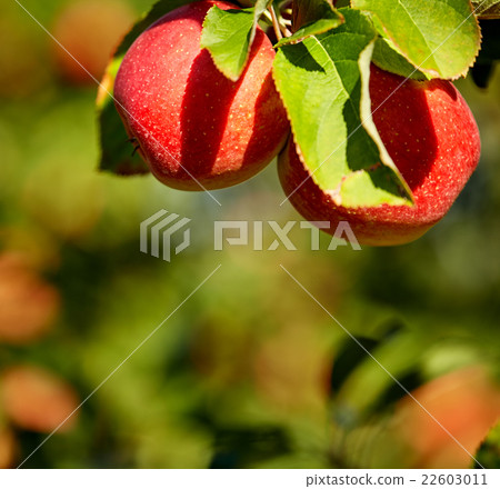 red apples in the orchard 22603011